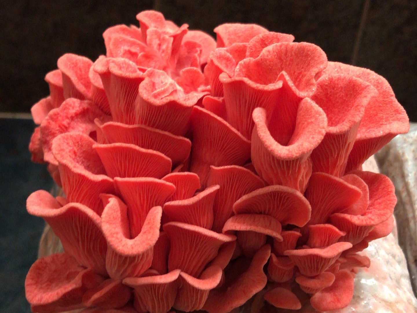 mushrooms